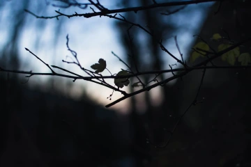 Větve s poslednými žlutými listama s pozadím zapadajíciho sluníčka