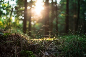 Kopeček v lese za kterým vidno stromy a mezi nimi vycházejíci slunce