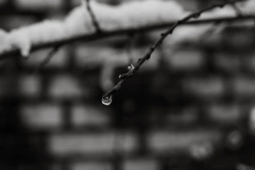 Větev s kapkou vody z tajícího sněhu, ve které vidno zmenšené pozadí cihlového plotu