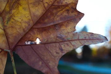 Detail javorového listu s dierkou v pastelových barvách