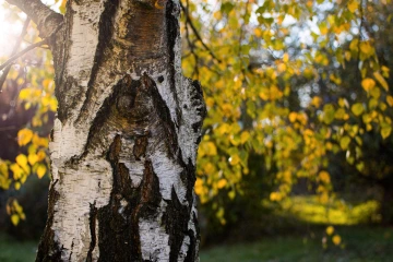 Bříza se žlutými listy