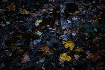 Vlhká lesná půda s popadaným barevným listím a loužemi