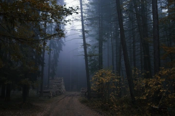 Cesta v lese s oparem v pozadí ve studených barvách