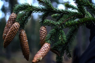 Větev ze smrku s pěti šiškami